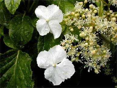 Vining Hydrangea Plant - Hydrangea Petiolaris - Shade - 4" Pot 4 Vining Hydrangea Plant - Hydrangea Petiolaris - Shade - 4" Pot - Image 2