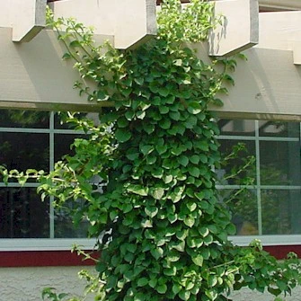 Vining Hydrangea Plant - Hydrangea Petiolaris - Shade - 4" Pot 3 Vining Hydrangea Plant - Hydrangea Petiolaris - Shade - 4" Pot