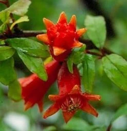 Dwarf Pomegranate Plant - Punica -Bonsai/Houseplant/Outdoors- Edible-4" Clay Pot 12 Dwarf Pomegranate Plant - Punica -Bonsai/Houseplant/Outdoors- Edible-4" Clay Pot -Cheap Plants Store 1081460460553 pomegranite1 94756.1614909692