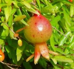 Dwarf Pomegranate Plant - Punica -Bonsai/Houseplant/Outdoors- Edible-4" Clay Pot 15 Dwarf Pomegranate Plant - Punica -Bonsai/Houseplant/Outdoors- Edible-4" Clay Pot -Cheap Plants Store 1082995277504 02520 62773.1614909693