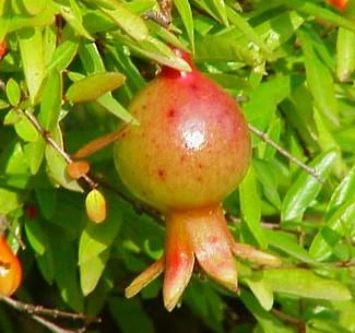 Dwarf Pomegranate Plant - Punica -Bonsai/Houseplant/Outdoors- Edible-4" Clay Pot 9 Dwarf Pomegranate Plant - Punica -Bonsai/Houseplant/Outdoors- Edible-4" Clay Pot - Image 7