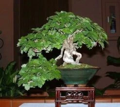 Boston Ivy Plant - Parthenocissus Ticuspidata Veitchii - 2.5" Pot 8 Boston Ivy Plant - Parthenocissus Ticuspidata Veitchii - 2.5" Pot -Cheap Plants Store 1102139615544 bostonivy 56930.1615344744