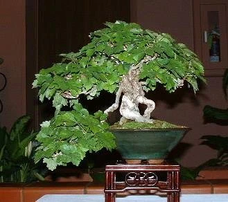 Boston Ivy Plant - Parthenocissus Ticuspidata Veitchii - 2.5" Pot 5 Boston Ivy Plant - Parthenocissus Ticuspidata Veitchii - 2.5" Pot - Image 3