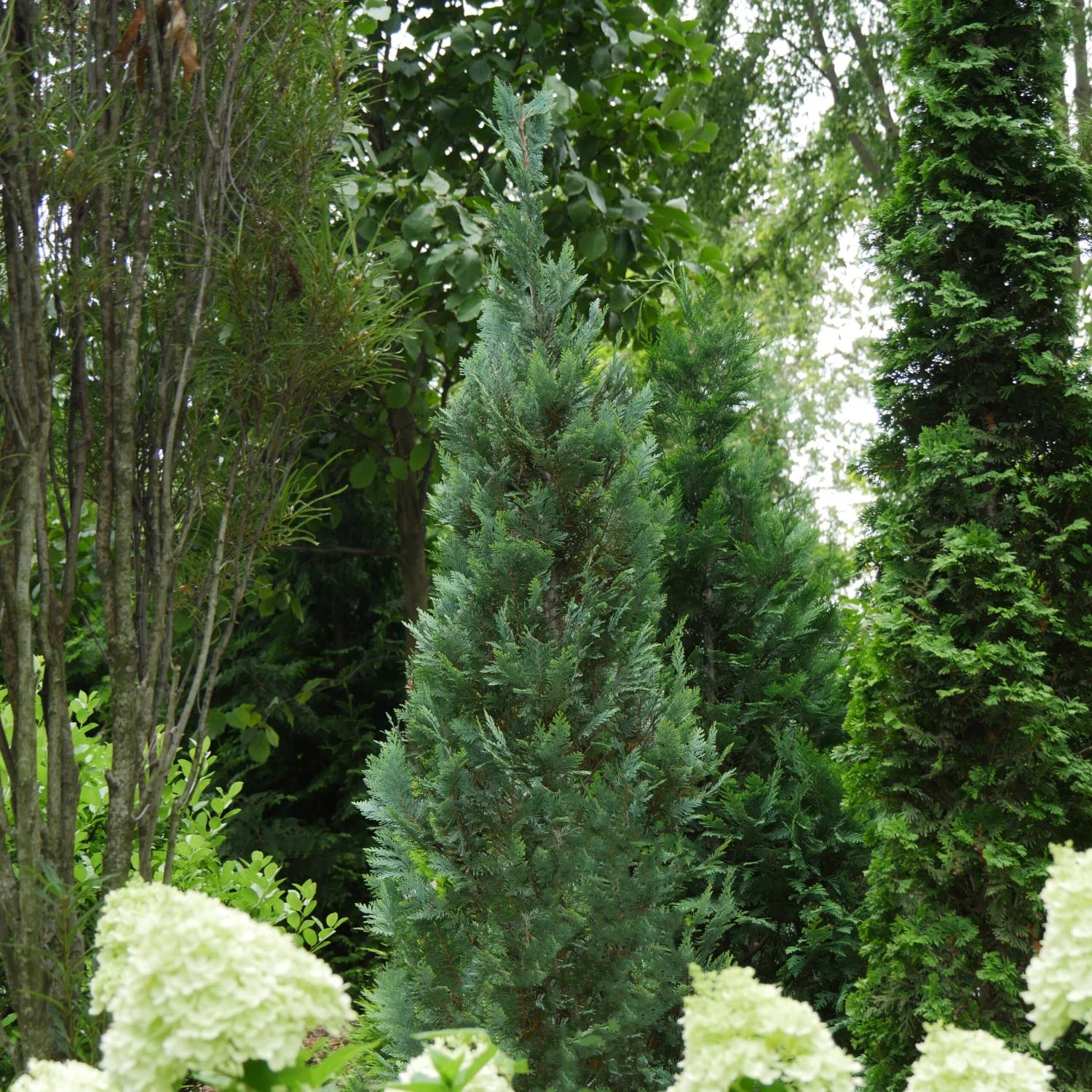 PINPOINT® Blue False Cypress - 4" Pot - Chamaecyparis 3 PINPOINT® Blue False Cypress - 4" Pot - Chamaecyparis
