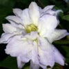 Diamond Ball Clematis - 4" Pot - Proven Winners -Cheap Plants Store 17976853856 a42f57fde3 o 81186.1615344812