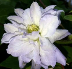 Diamond Ball Clematis - 4" Pot - Proven Winners