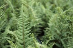 Ghost Hardy Perennial Fern - Athyrium Filix - Gallon Pot