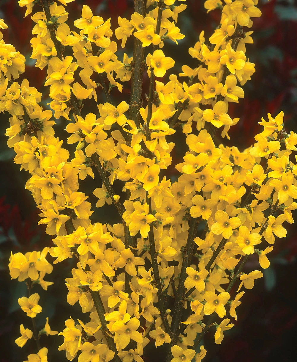 Show Off® - Forsythia X 'Mindor' PP19,321 - Proven Winners - 4" Pot 3 Show Off® - Forsythia X 'Mindor' PP19,321 - Proven Winners - 4" Pot