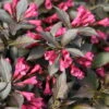 Spilled Wine® Weigela - Red Leaves, Magenta Flowers - Proven Winners - 4" Pot 1 Spilled Wine® Weigela - Red Leaves, Magenta Flowers - Proven Winners - 4" Pot -Cheap Plants Store 4641 33841.1615344525