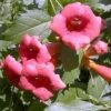 Flamenco Trumpet Vine - Campsis - 2.5" Pot 2 Flamenco Trumpet Vine - Campsis - 2.5" Pot -Cheap Plants Store 510 5tff1kl 66106.1665409775