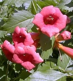 Flamenco Trumpet Vine - Campsis - 2.5" Pot 3 Flamenco Trumpet Vine - Campsis - 2.5" Pot