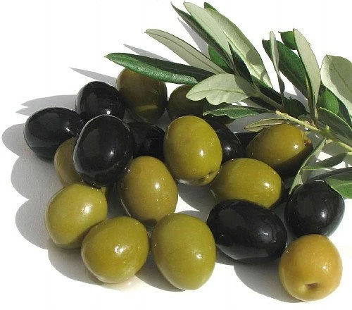 Arbequina Large Olive Tree - Tree Of Peace - Olea - 6" Pot 3 Arbequina Large Olive Tree - Tree Of Peace - Olea - 6" Pot