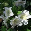 White Bloom-A-Thon® Everblooming Azalea - Everblooming -Proven Winners- 4" Pot 2 White Bloom-A-Thon® Everblooming Azalea - Everblooming -Proven Winners- 4" Pot -Cheap Plants Store 5330 13653.1615344535