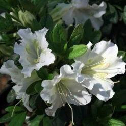 White Bloom-A-ThonĀ® Everblooming Azalea - Everblooming -Proven Winners- 4" Pot