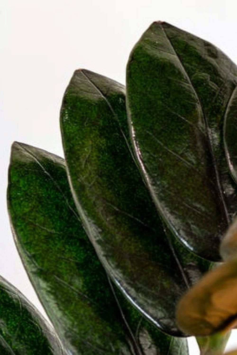 Black Queen ZZ Plant - Zamioculcas - 4" Pot - Collector's 8 Black Queen ZZ Plant - Zamioculcas - 4" Pot - Collector's - Image 6