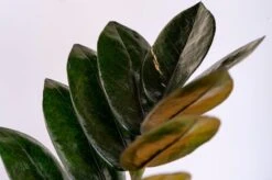 Black Queen ZZ Plant - Zamioculcas - 4" Pot - Collector's 12 Black Queen ZZ Plant - Zamioculcas - 4" Pot - Collector's -Cheap Plants Store 59caa9tyr5871 88112.1686716410