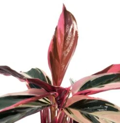Tricolor Prayer Plant - Stromanthe Triostar - Easy To Grow House Plant - 4" Pot 9 Tricolor Prayer Plant - Stromanthe Triostar - Easy To Grow House Plant - 4" Pot -Cheap Plants Store 61kpklzwlpl. sl1030 33620.1613099274