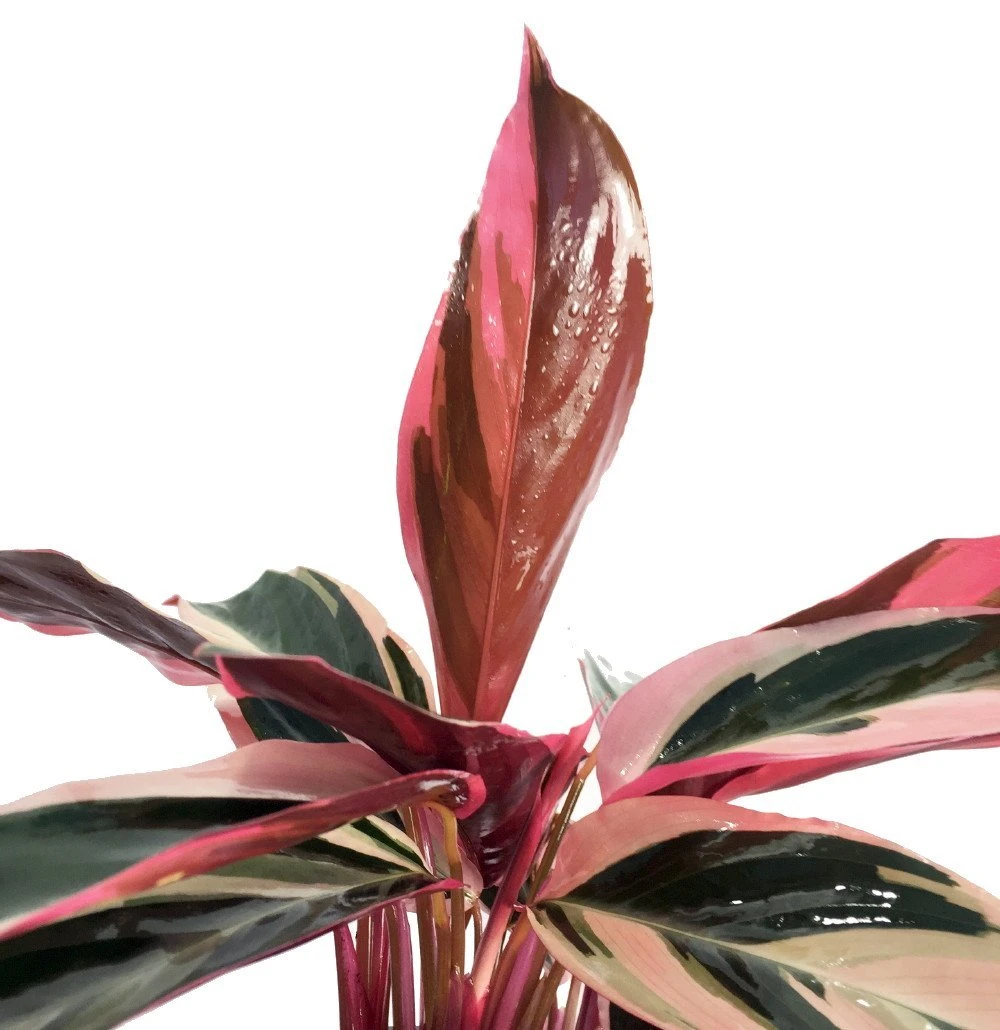 Tricolor Prayer Plant - Stromanthe Triostar - Easy To Grow House Plant - 4" Pot 6 Tricolor Prayer Plant - Stromanthe Triostar - Easy To Grow House Plant - 4" Pot - Image 4
