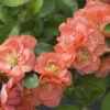 Double Take™ Chaenomeles Peach - 4" Pot - Flowering Quince - Proven Winners 2 Double Take™ Chaenomeles Peach - 4" Pot - Flowering Quince - Proven Winners -Cheap Plants Store 61kqgzwxjpl. sl1000 35388.1615344641