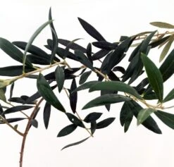 Arbequina Large Olive Tree - Tree Of Peace - Olea - 6" Pot 7 Arbequina Large Olive Tree - Tree Of Peace - Olea - 6" Pot -Cheap Plants Store 71bnivb49jl. sl1041 97191.1614518595