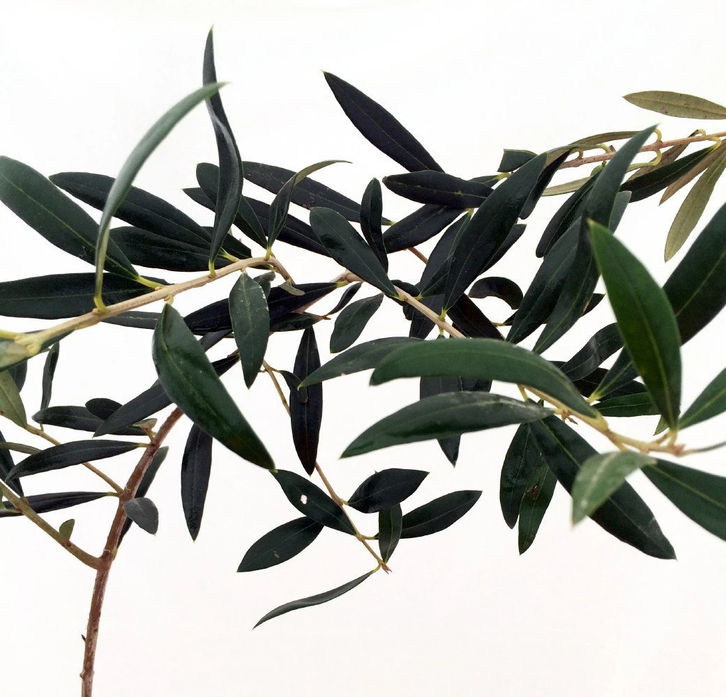 Arbequina Large Olive Tree - Tree Of Peace - Olea - 6" Pot 5 Arbequina Large Olive Tree - Tree Of Peace - Olea - 6" Pot - Image 3