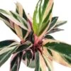 Tricolor Prayer Plant - Stromanthe Triostar - Easy To Grow House Plant - 4" Pot 2 Tricolor Prayer Plant - Stromanthe Triostar - Easy To Grow House Plant - 4" Pot -Cheap Plants Store 71v4rhg1bhl. sl1028 39094.1613099273
