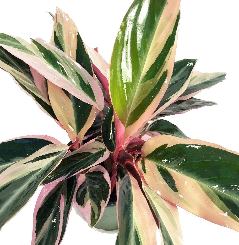 Tricolor Prayer Plant - Stromanthe Triostar - Easy To Grow House Plant - 4" Pot 3 Tricolor Prayer Plant - Stromanthe Triostar - Easy To Grow House Plant - 4" Pot