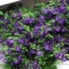 Jackmani Superba Clematis Vine - 2.5" Pot 1 Jackmani Superba Clematis Vine - 2.5" Pot -Cheap Plants Store 81jhekhhf2l. sl1056 49396.1615344827