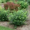 LOW SCAPE HEDGER® Chokeberry - 4" Pot - Aronia - Proven Winners 1 LOW SCAPE HEDGER® Chokeberry - 4" Pot - Aronia - Proven Winners -Cheap Plants Store a11xzhzbdtl. sl1500 58408.1615344634