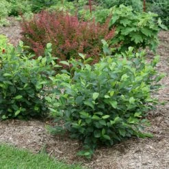 LOW SCAPE HEDGERĀ® Chokeberry - 4" Pot - Aronia - Proven Winners