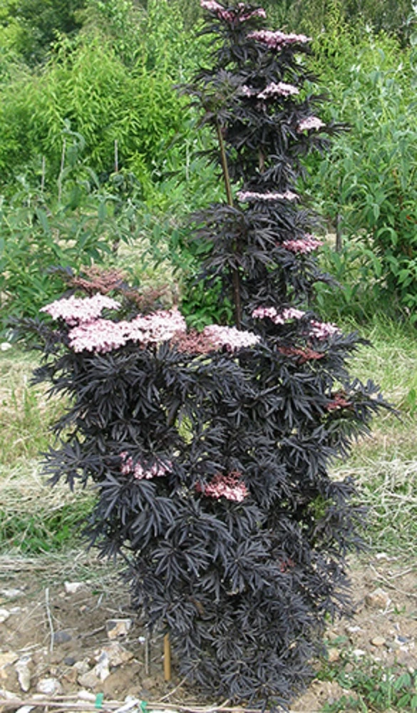 Laced Up® Elderberry - 4" Pot - Sambucus - Proven Winners 4 Laced Up® Elderberry - 4" Pot - Sambucus - Proven Winners - Image 2