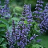 Blue Diddley® Chaste Tree - 4" Pot- Vitex Agnus-castus ''SMVACBD'' Ppaf; Cbraf 2 Blue Diddley® Chaste Tree - 4" Pot- Vitex Agnus-castus ''SMVACBD'' Ppaf; Cbraf -Cheap Plants Store aa6a6268d6b32dfea7bfe4da7b57014c 48925.1615344608