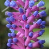 Matchstick Vase Plant - Aechmea Gamosepala - Bromeliad - 4" Pot 2 Matchstick Vase Plant - Aechmea Gamosepala - Bromeliad - 4" Pot -Cheap Plants Store aechmea cylindrata2 31095.1675876875
