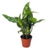 Maria Chinese Evergreen Plant - Aglaonema - Low Light - 4" Pot 2 Maria Chinese Evergreen Plant - Aglaonema - Low Light - 4" Pot -Cheap Plants Store aglaonemamaria1new 79061.1597516339