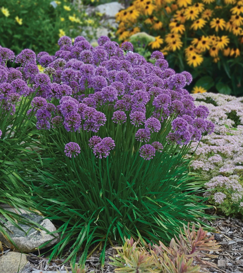 Millenium Flowering Onion Perennial - Allium - Gallon Pot 4 Millenium Flowering Onion Perennial - Allium - Gallon Pot - Image 2