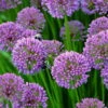 Millenium Flowering Onion Perennial - Allium - Gallon Pot 2 Millenium Flowering Onion Perennial - Allium - Gallon Pot -Cheap Plants Store alliummillenium2 54747.1649702586