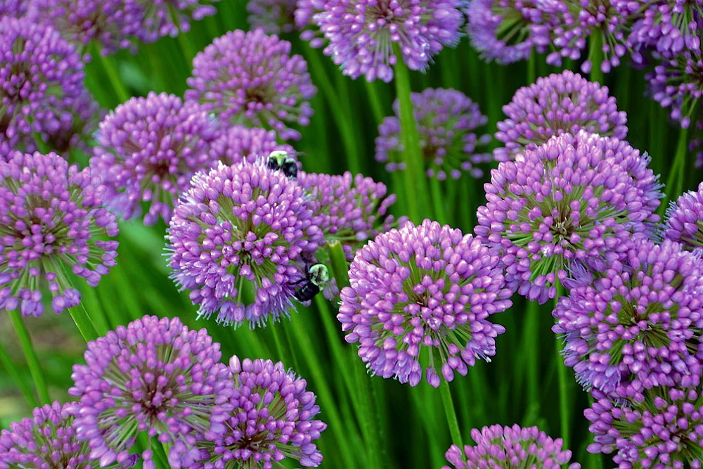 Millenium Flowering Onion Perennial - Allium - Gallon Pot 3 Millenium Flowering Onion Perennial - Allium - Gallon Pot