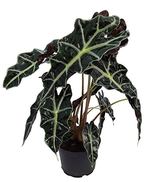 Amazon Black Shield Plant - Alocasia Amazonica - Polly - 4" Pot 4 Amazon Black Shield Plant - Alocasia Amazonica - Polly - 4" Pot - Image 2