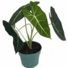 Green Velvet African Mask Plant - Alocasia Frydek - Houseplant - 6" Pot 2 Green Velvet African Mask Plant - Alocasia Frydek - Houseplant - 6" Pot -Cheap Plants Store alocasiafrydex 56738.1592618431