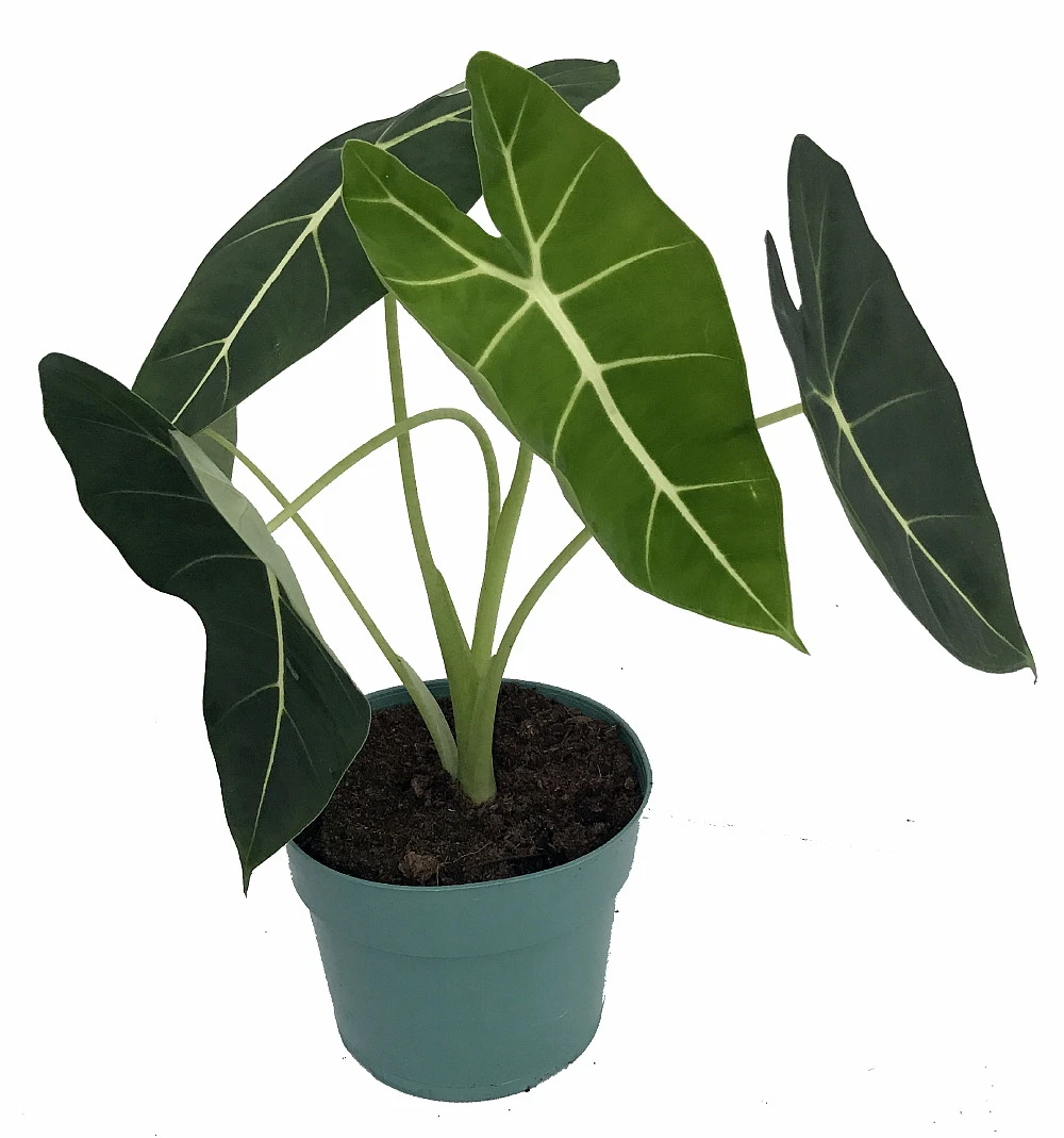 Green Velvet African Mask Plant - Alocasia Frydek - Houseplant - 6" Pot 3 Green Velvet African Mask Plant - Alocasia Frydek - Houseplant - 6" Pot