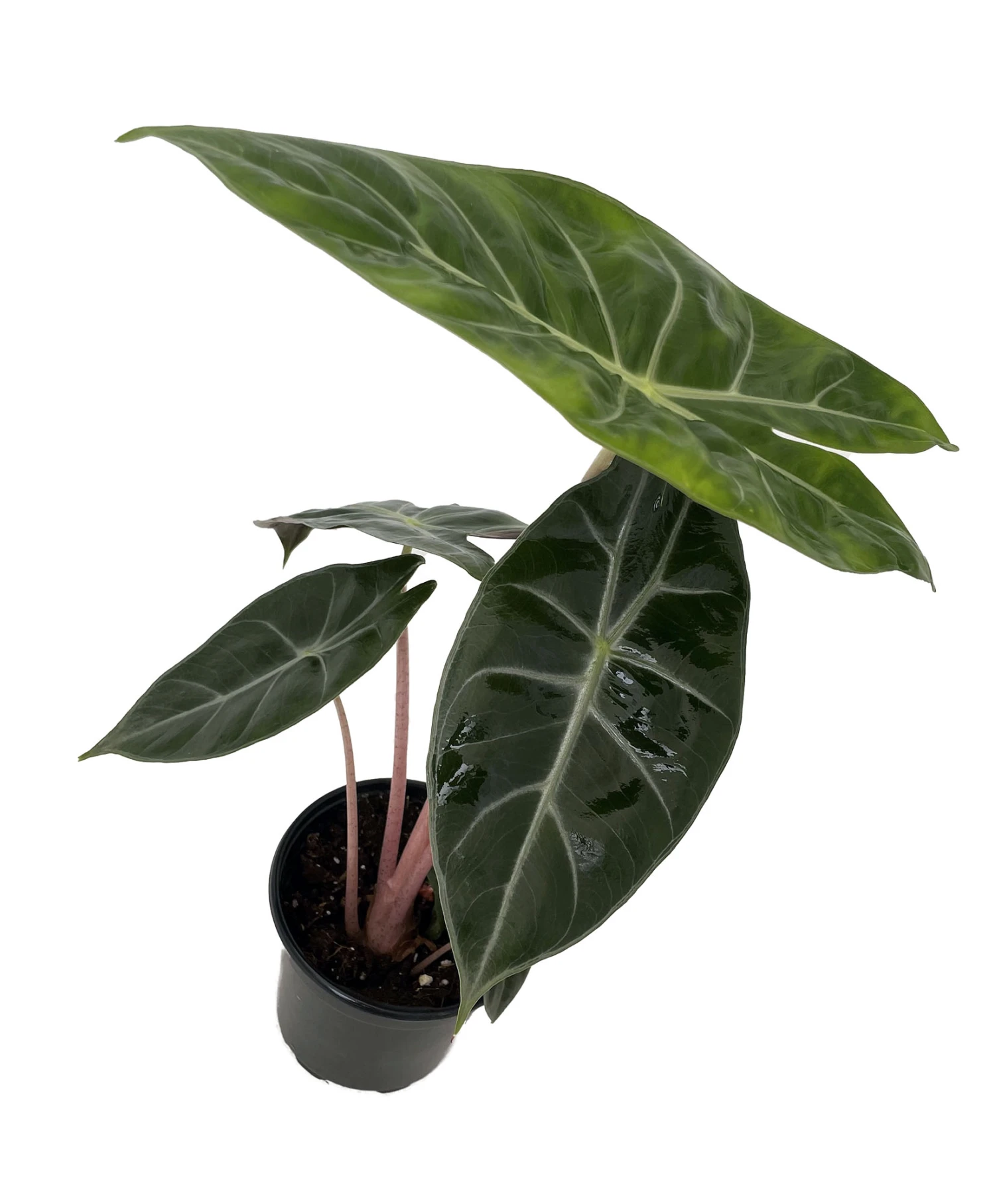 Alocasia Pink Princess - Elephant Ears - Pink Stems - 4" Pot 3 Alocasia Pink Princess - Elephant Ears - Pink Stems - 4" Pot