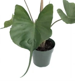 Rare Stingray Plant - Alocasia - Elephant Ears - 4" Pot - Collector's Series 7 Rare Stingray Plant - Alocasia - Elephant Ears - 4" Pot - Collector's Series -Cheap Plants Store alocasiastingrayhr3 87479.1635359237