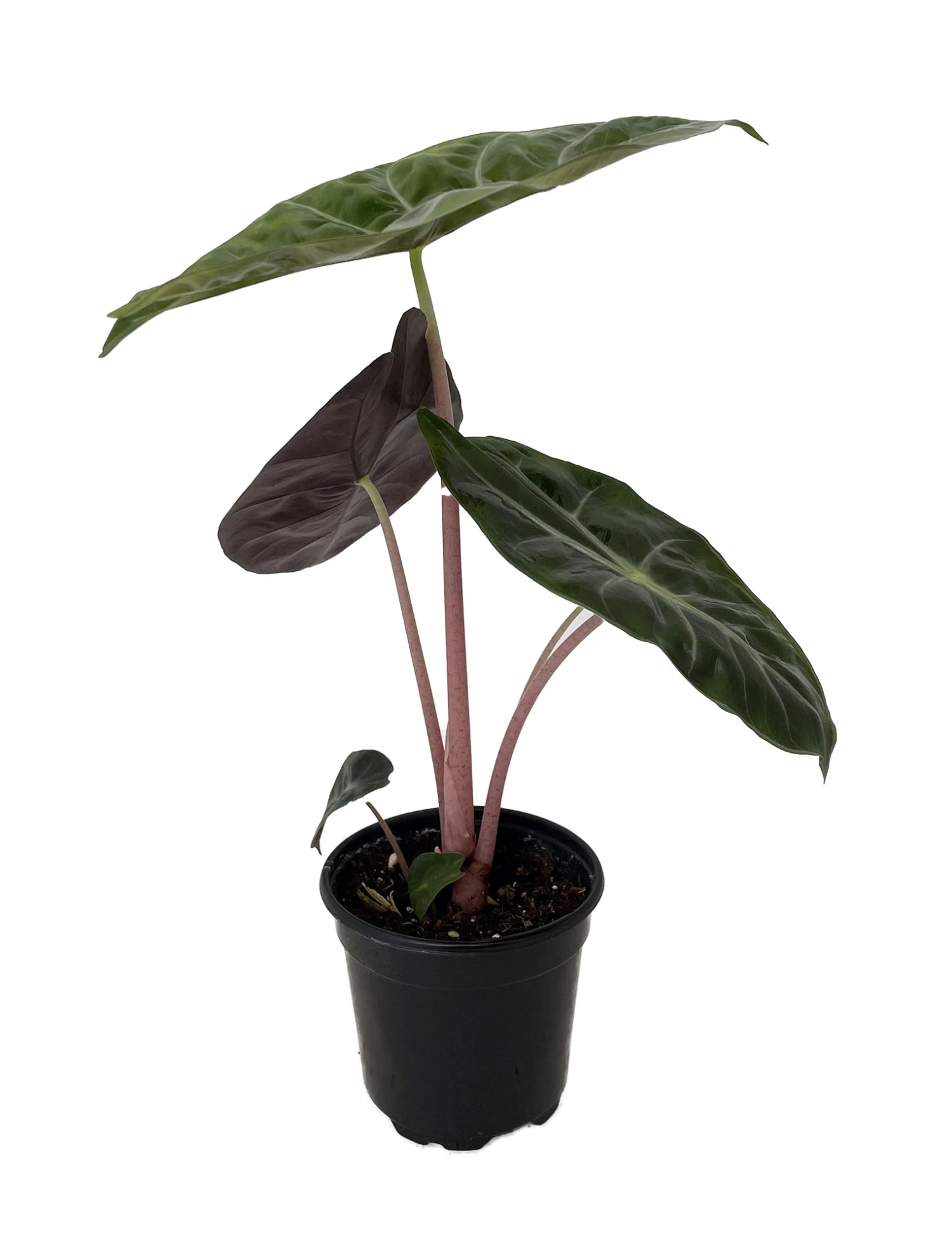 Alocasia Pink Princess - Elephant Ears - Pink Stems - 4" Pot 4 Alocasia Pink Princess - Elephant Ears - Pink Stems - 4" Pot - Image 2