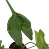 Rare Stingray Plant - Alocasia - Elephant Ears - 4" Pot - Collector's Series 1 Rare Stingray Plant - Alocasia - Elephant Ears - 4" Pot - Collector's Series -Cheap Plants Store alocstingray4 79273.1635359237