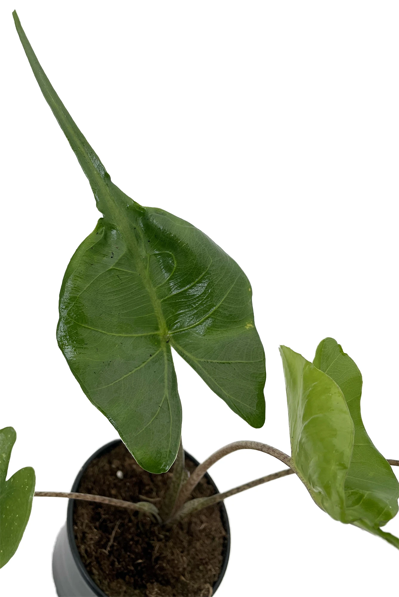 Rare Stingray Plant - Alocasia - Elephant Ears - 4" Pot - Collector's Series 3 Rare Stingray Plant - Alocasia - Elephant Ears - 4" Pot - Collector's Series