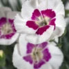American Pieยฎ Berry Aฬ La Mode Dianthus - Garden Pinks - Fragrant - Quart Pot 2 American Pieยฎ Berry Aฬ La Mode Dianthus - Garden Pinks - Fragrant - Quart Pot -Cheap Plants Store americanpieberry 57589.1683149658