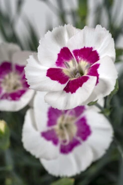New Arrival 16 American PieĀ® Berry AĢ La Mode Dianthus - Garden Pinks - Fragrant - Quart Pot