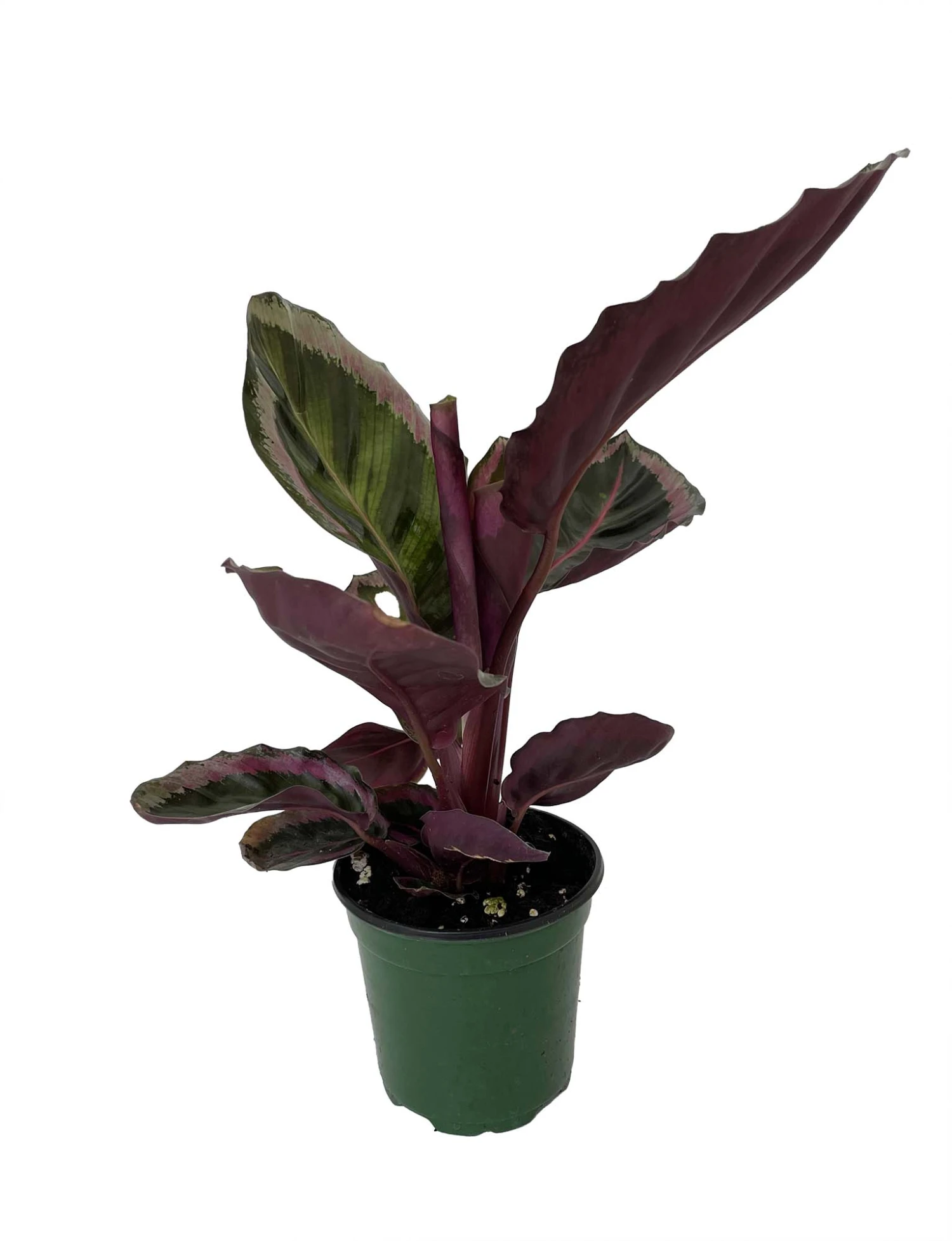 Angela Prayer Plant - Calathea Roseopicta 'Angela' - 4" Pot 4 Angela Prayer Plant - Calathea Roseopicta 'Angela' - 4" Pot - Image 2