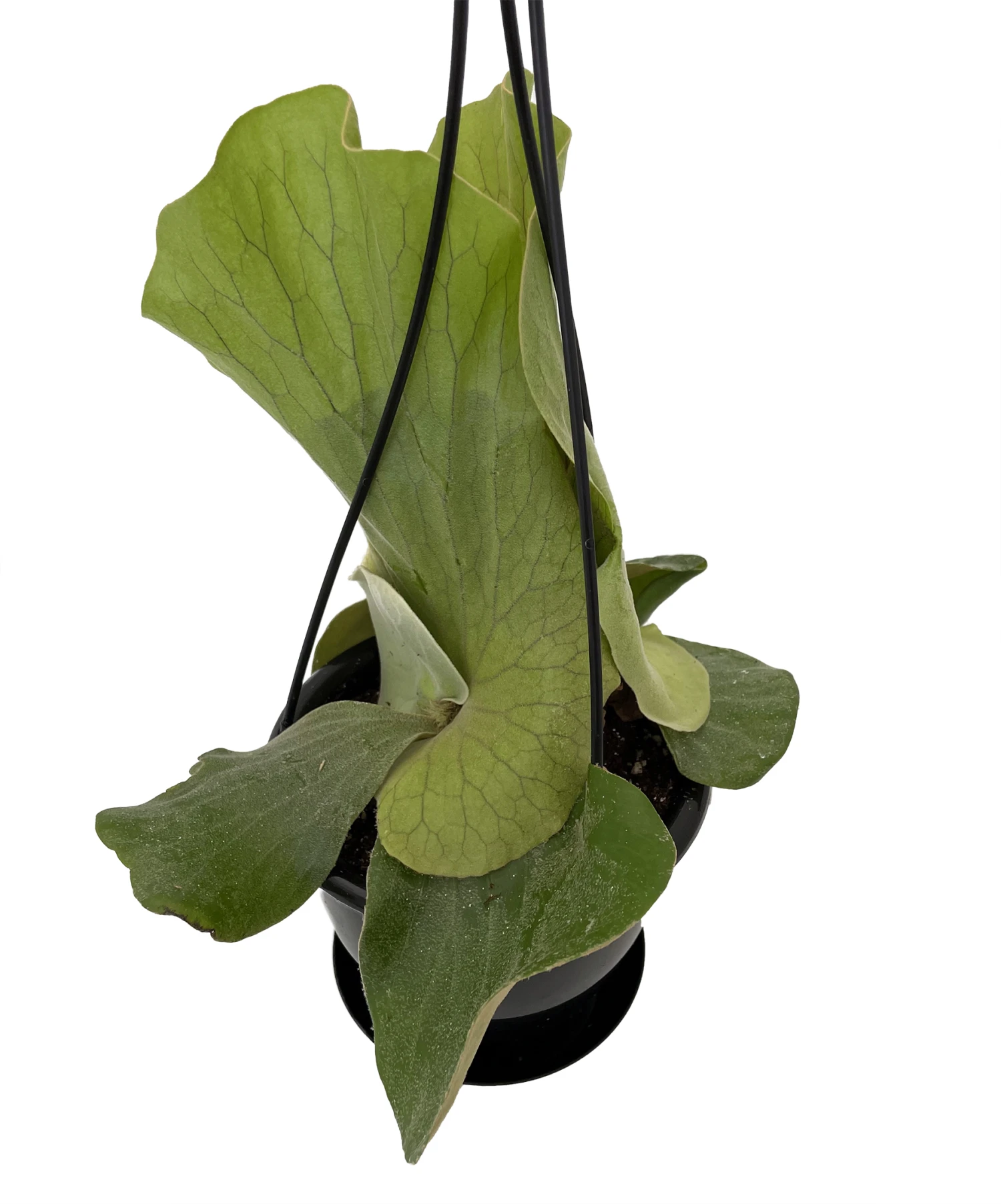 Angola Staghorn Fern - Platycerium Elephantotis - 4.5" Black Hanging Basket 3 Angola Staghorn Fern - Platycerium Elephantotis - 4.5" Black Hanging Basket