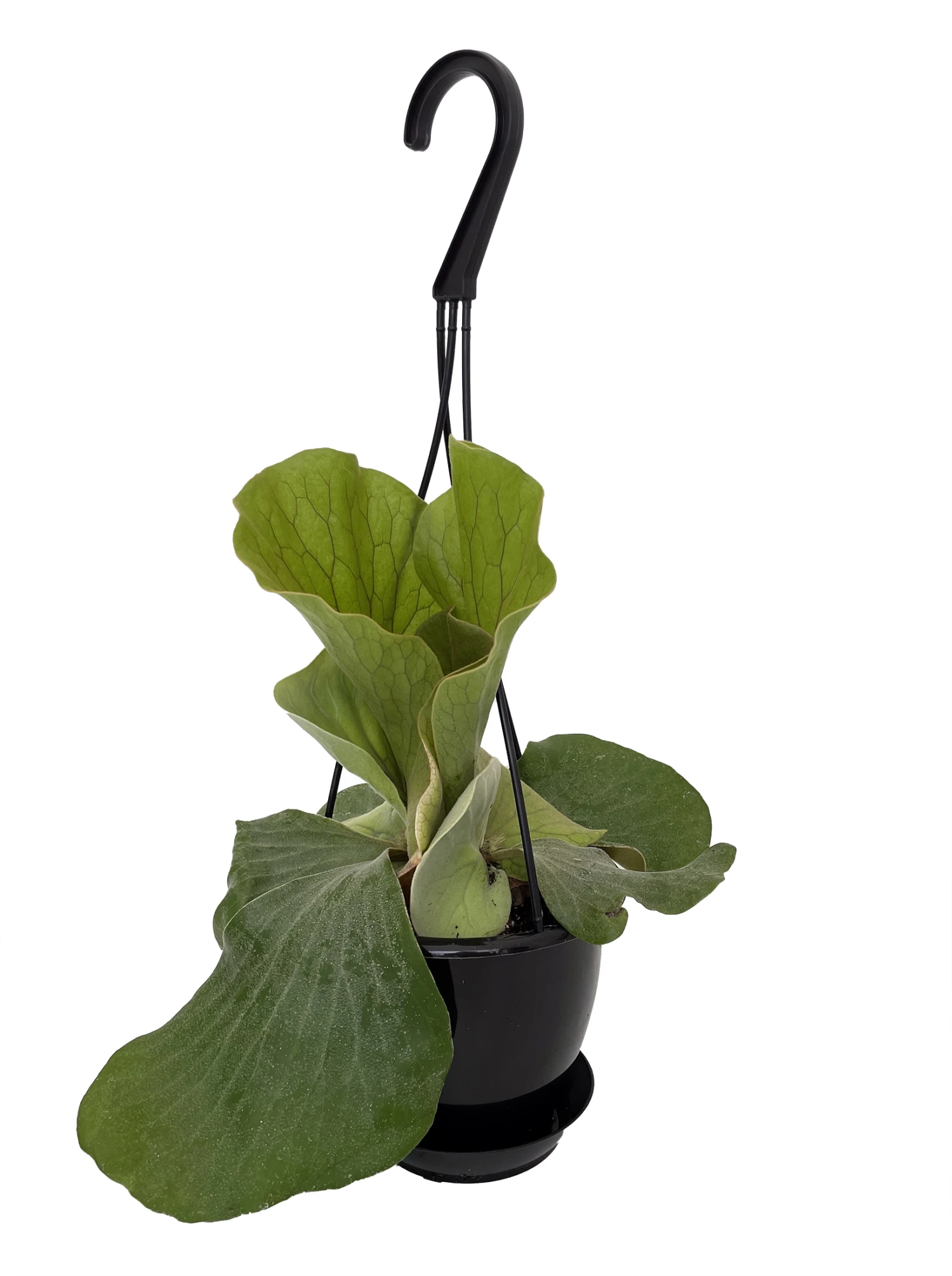 Angola Staghorn Fern - Platycerium Elephantotis - 4.5" Black Hanging Basket 4 Angola Staghorn Fern - Platycerium Elephantotis - 4.5" Black Hanging Basket - Image 2